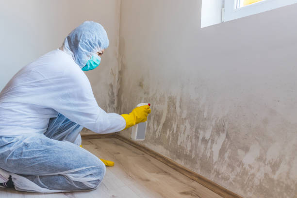 Licensed Mold Remediation service in Silverdale, PA - WQB Mold Removal